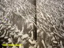 Wehrmacht