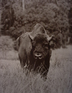 Goring Rifle