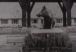 Goring Rifle
